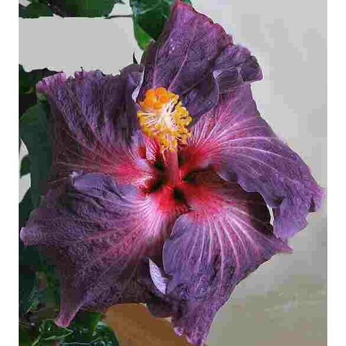 ���� ������ �������� ��������� ����� ���� 5 ��. 1 �������� ������ ������