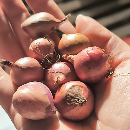 ���� ��� - ����� ������� ������ (������) 100�� ������� ������ ������