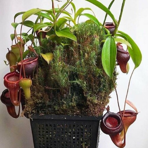   , Nepenthes irabilis,  ,   