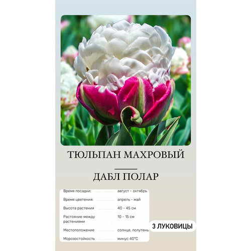 ���� ������� �������� ����������� ������ ������ ������