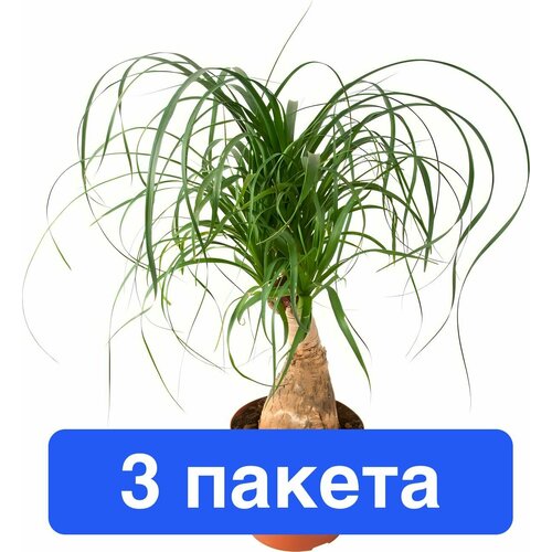 ���� ����� �������� 3 ������ ������ ������