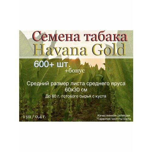 ���� ������ ������ Havana Gold ������ ������