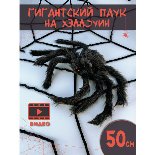 ���� ��������� ��� ��������� �������� ���������� ����, ������ ����, ������ 50 �� ������ ������