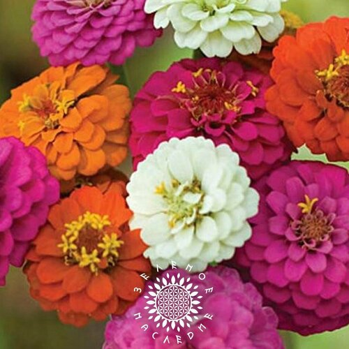     -  (. Zinnia elegans) 30   Green Legacy   -     , -, 