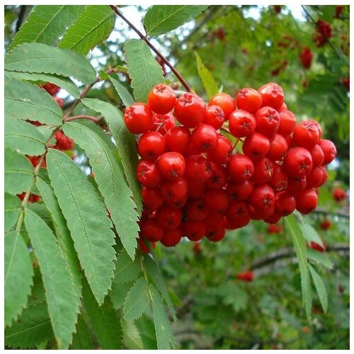 ���� ������ ������ ������ ������������ 20 ��. ������ ������