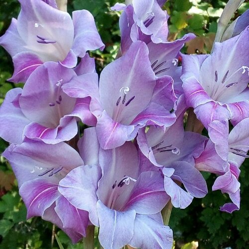 ���� ��������� ��� ����� ������ (3 �� ������� � ��������) ������ ������