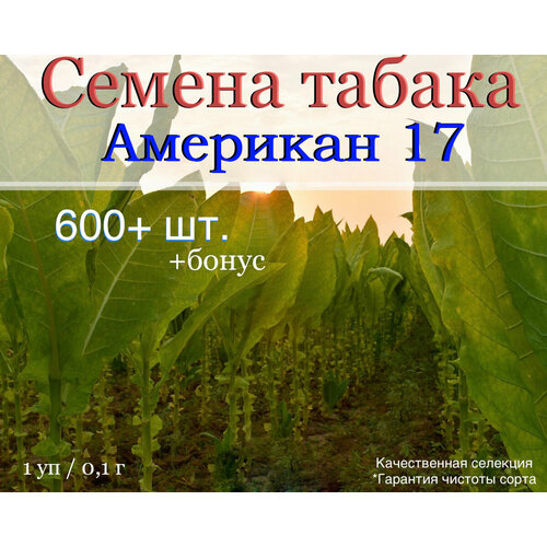 ���� ������ ������ �������� 17 ������ ������