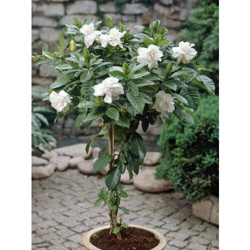     (Gardenia jasminoides), 8    -     , -, 