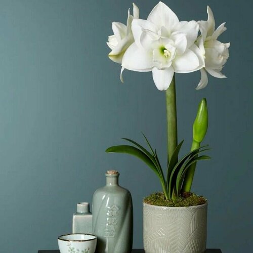   , Hippeastrum Akiko,    -     , -, 