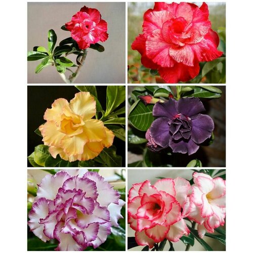 ���� ������ ��������� ������ ������� ���� 10 ����� ������ ������