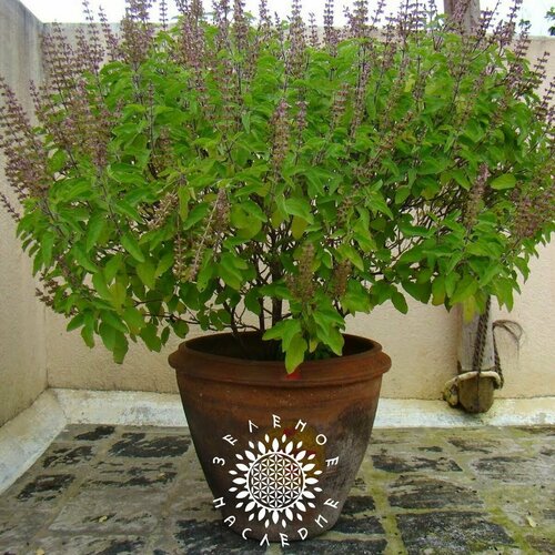     -   (. Ocimum tenuiflorum) 150   Green Legacy   -     , -, 