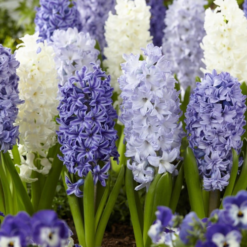 ���� �������� BLUE AND WHITE MIX (5 �������) ������ ������