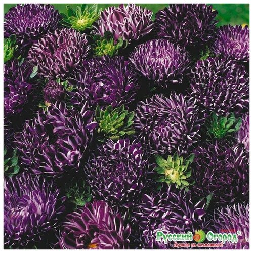 ���� ������. �����. ����� 