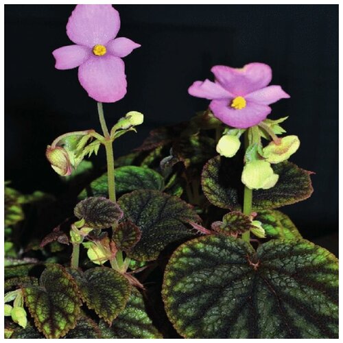 ���� ������� �����, Begonia �icta, ����������, ������ ������ ������