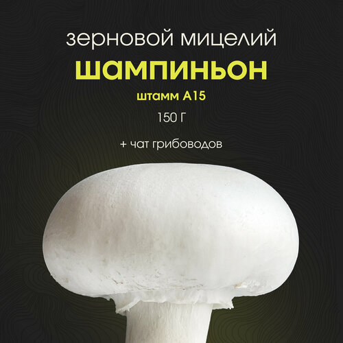 ���� ������� ���������� ��������. ������ ������ ������ ������