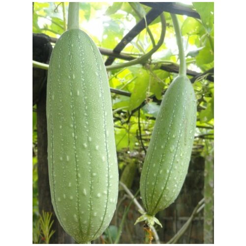 ���� ������ ����� �������������� (Luffa aegyptiaca), 5 ���� ������ ������
