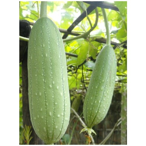     (Luffa aegyptiaca), 10    -     , -, 