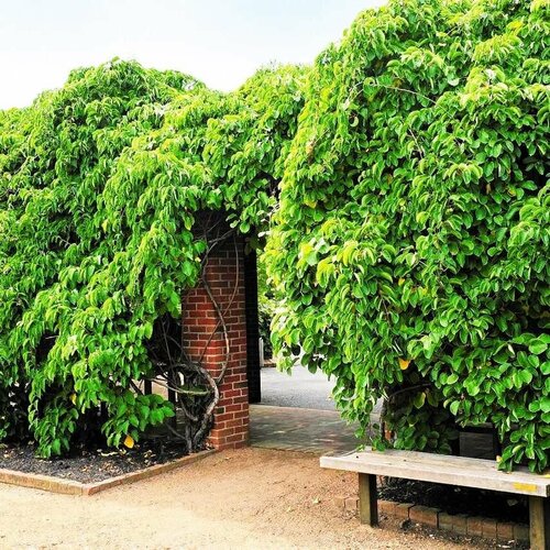 ���� ��������� ����� (1 ������� � ������ 15-20 ��) ������ ������