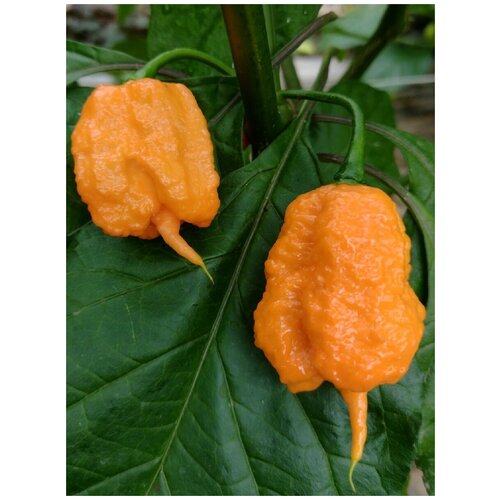     Carolina Reaper peach (  ), 5    -     , -, 