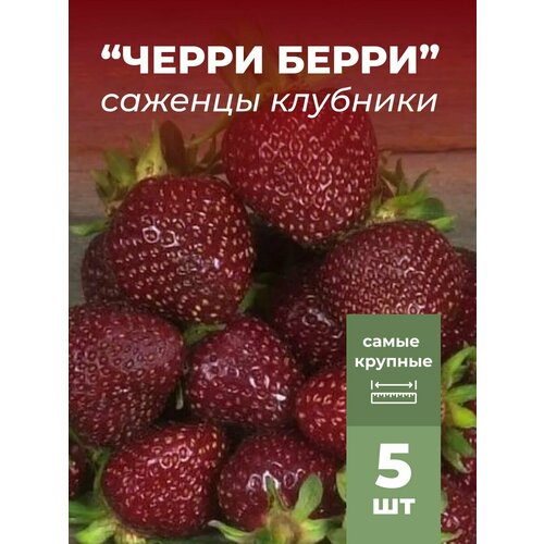 ���� �������� ����� ������������� ����� ����� �������/��������� �������� 5 �� ������ ������