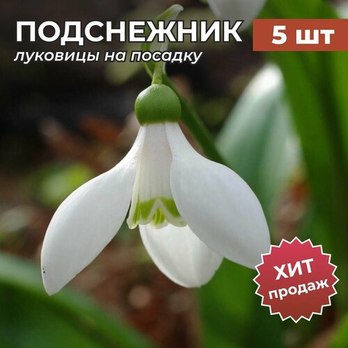 ���� �������� ����������� �� ������� �������� 5�� ������ ������