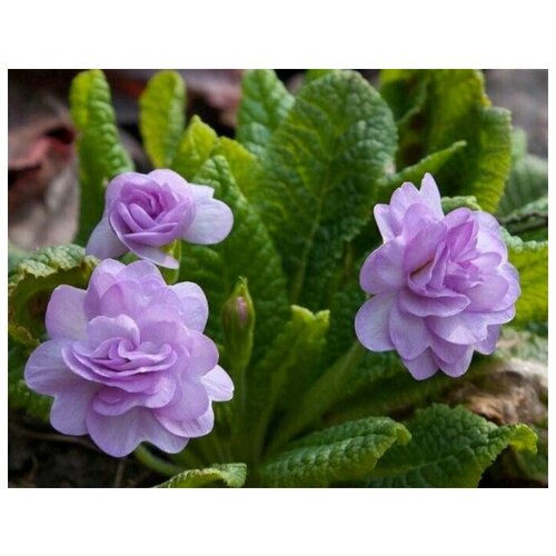 ���� ������� �������, ����������, ������������� ��������� ����������� �������� � ��������� ���������� �������, 4 �� ����� ������ ������