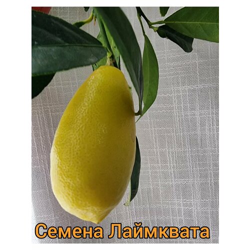 ���� ������ ��������� ������ ������