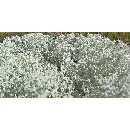 ���� ���������� ��� �� �����, 100��, ���������� ��� �������� - ����� �� ����� ������ ������