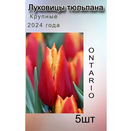 ���� �������� �������� Ontario ( 5 ��) ������ ������