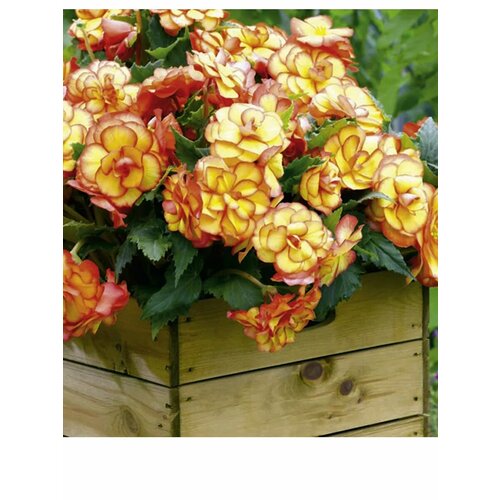 ���� ������� ��������� �� ��� F1 ������� ������ ������