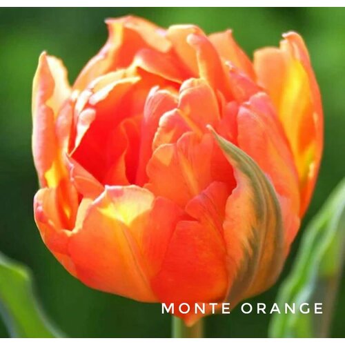 ���� �������� ����������� , �������� ���� MONTE ORANGE ��������� (4 ��) ������ ������