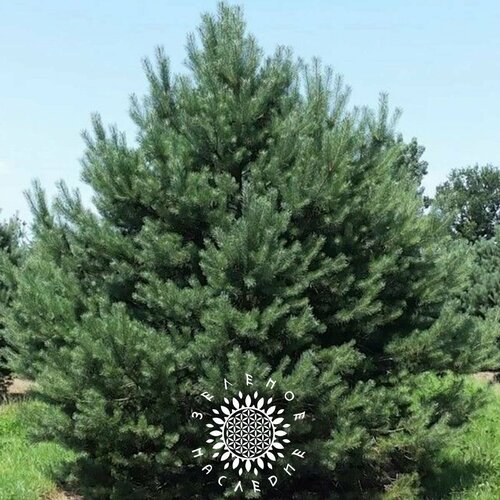     (. Pinus sylvestris) 50  Green Legacy   -     , -, 