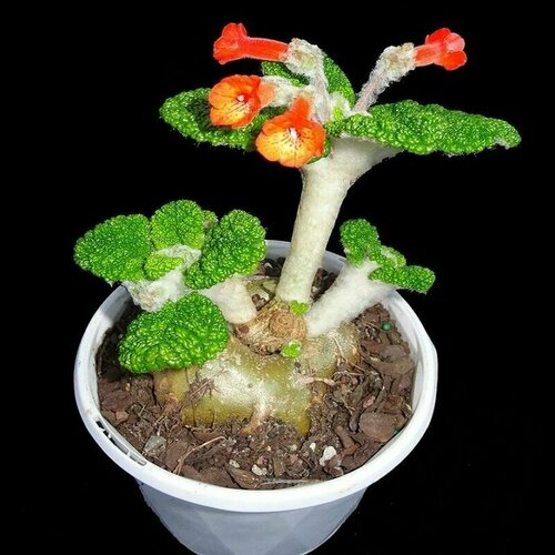 ���� ��������� �����������, Sinningia Bullata, ������ ������ ������