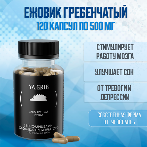 ���� ������� �����. YA.GRIB. ������ ����������� (������ �����������). ���� �������. �������. �������� ���� 120 ������ �� 500 �� ������ ������