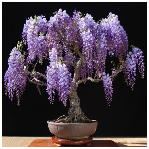 ���� �������� ��������� �����, ������, 5 ��, ���������, �����, �������� ��� ������. ������ ������