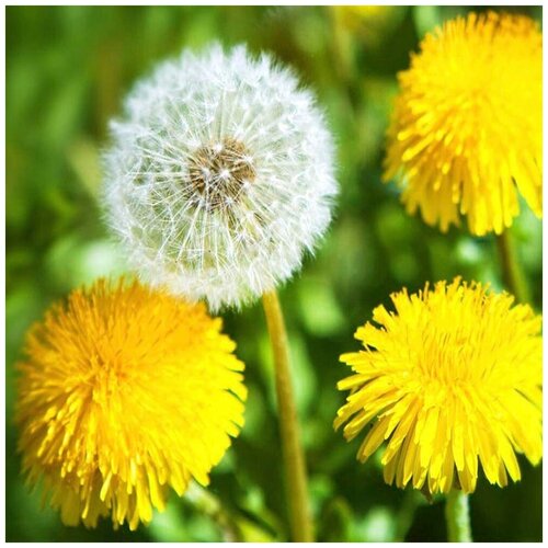    (. Taraxacum officinale)  250   -     , -, 