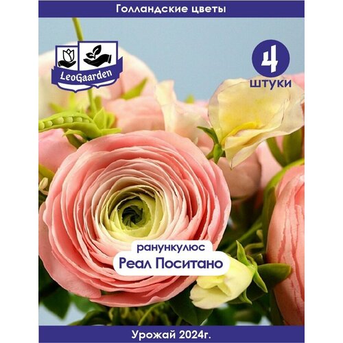 ���� ���������, ����������, ���� �������� , 4�� (Leogaarden) ������ ������