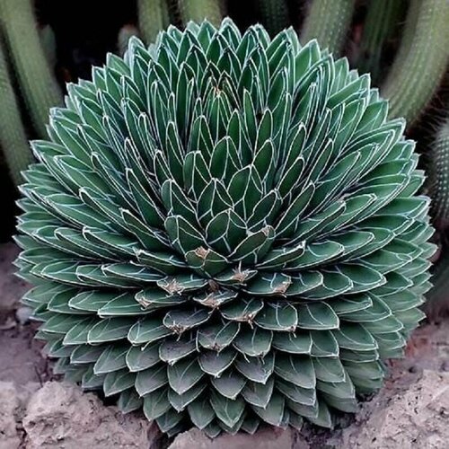 ���� ����� �������� ��������, Agave Victoriae Reginae, ������ ������ ������