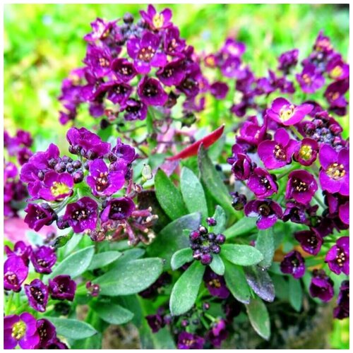 ���� ������ ������ ������� ���������� �������� 50 ��. ������ ������