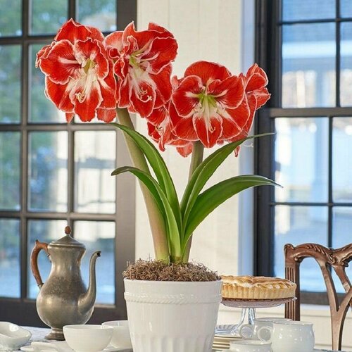   , Hippeastrum Samba,    -     , -, 