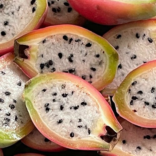 ���� ������ ���������� (Cereus hildmannianus) ������ 5 ���� ������ ������