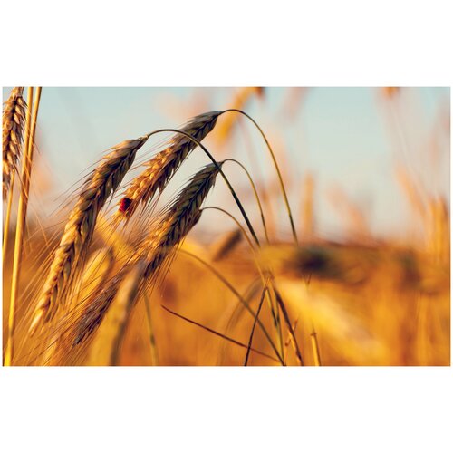 ���� ���� ������ ���������-9 �������, ������� ���������, ��������� �����, 1 �� ����� ������ ������