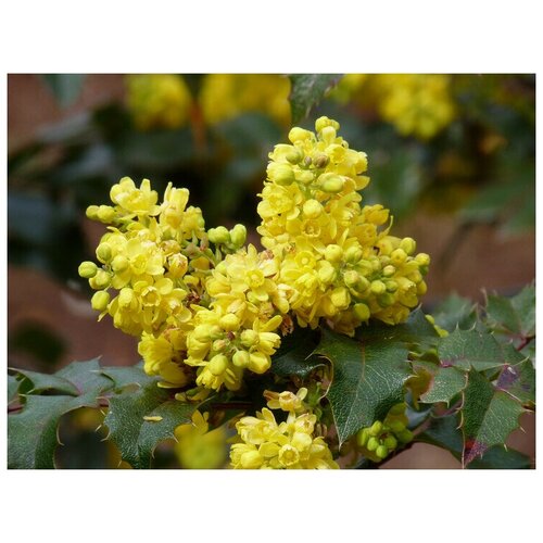    (. Mahonia aquifolium)  25   -     , -, 