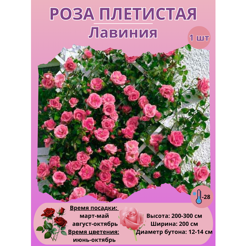 ���� ���� ��������� �������, ����������� ����� ������ ������