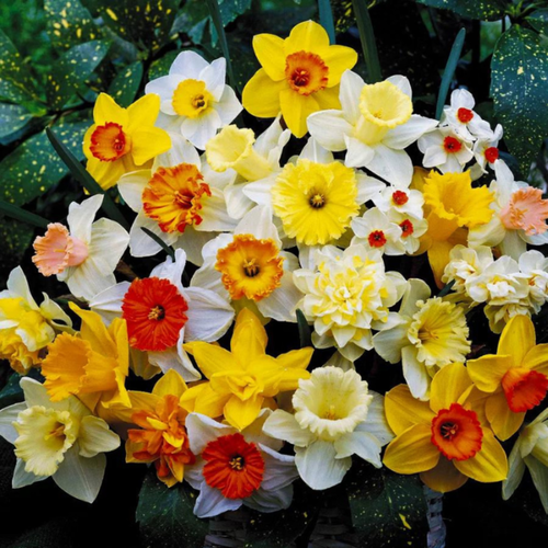 ���� �������� ������, bulbs servise, �������� ���� ������ ( 10 ���� ) ������ ������