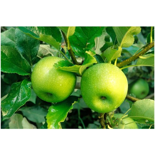    (. Malus Domestica)  5   -     , -, 