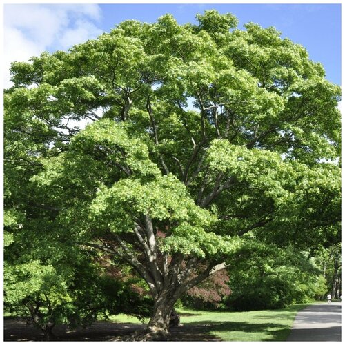 ���� ������ ������ ��� ������������ ���� 10 ��. ������ ������