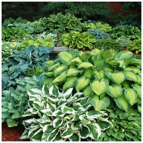 ���� ������ ������ ����� ���� 4 ��������� 15 ��. ������ ������