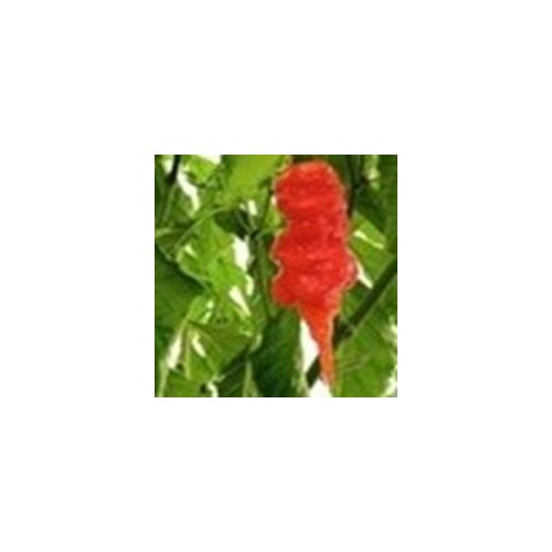     Naga Morich, 5  +    -     , -, 