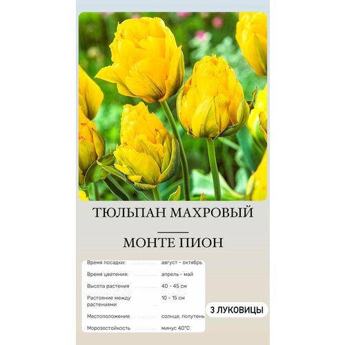 ���� ������� �������� ����������� ������ ������ ������